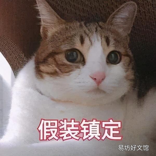 喜马拉雅猫是什么猫(喜马拉雅猫图片)