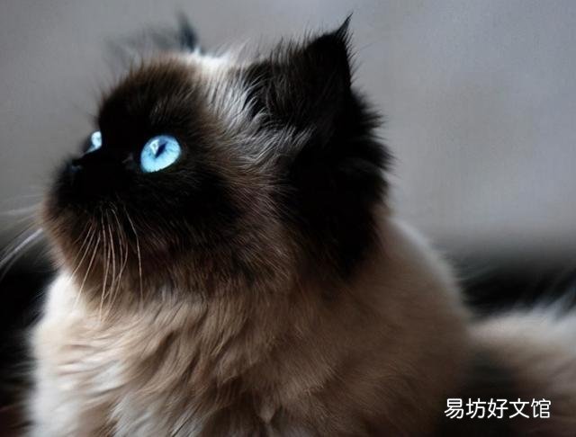 喜马拉雅猫是什么猫(喜马拉雅猫图片)