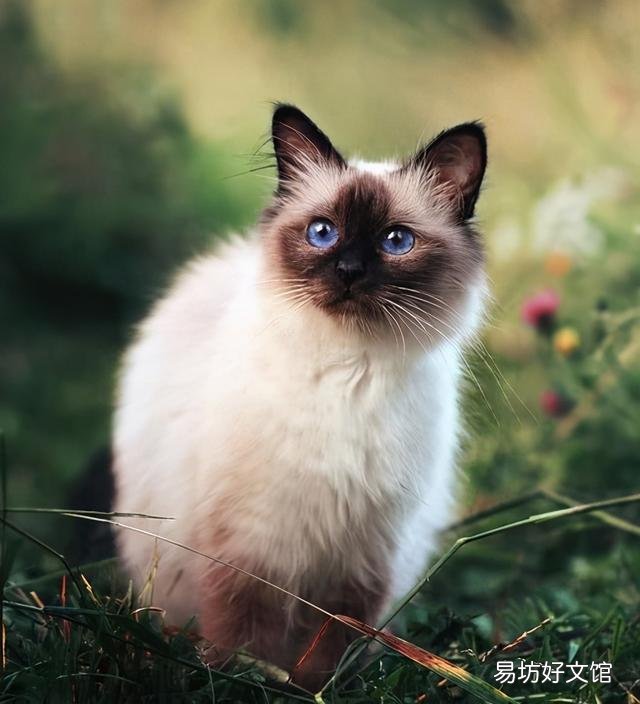 喜马拉雅猫是什么猫(喜马拉雅猫图片)