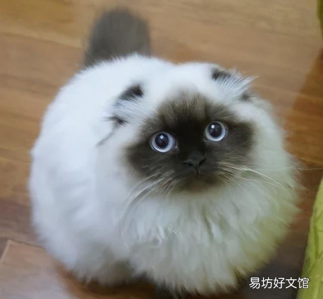 喜马拉雅猫是什么猫(喜马拉雅猫图片)