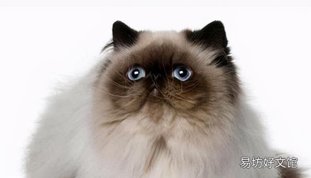 喜马拉雅猫是什么猫(喜马拉雅猫图片)