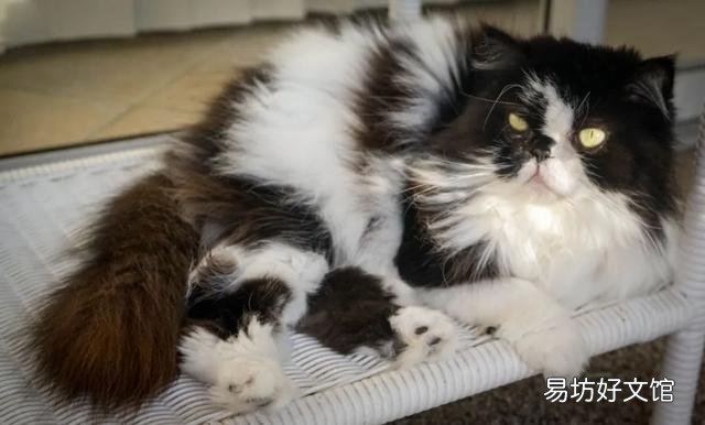 喜马拉雅猫是什么猫(喜马拉雅猫图片)