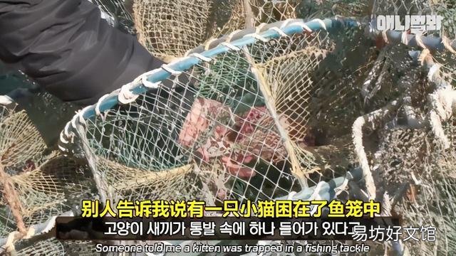 豹猫图片(野生豹猫图片)