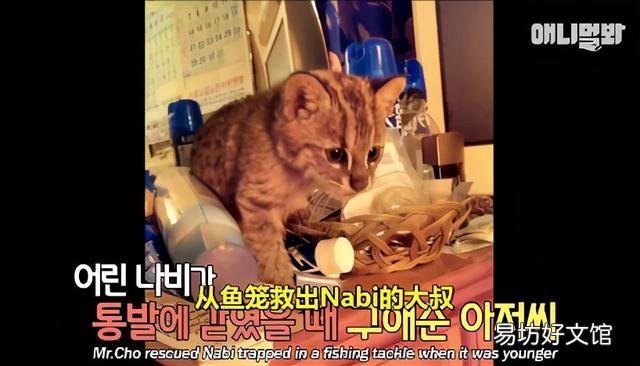 豹猫图片(野生豹猫图片)