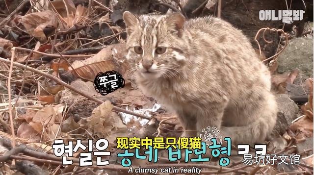 豹猫图片(野生豹猫图片)