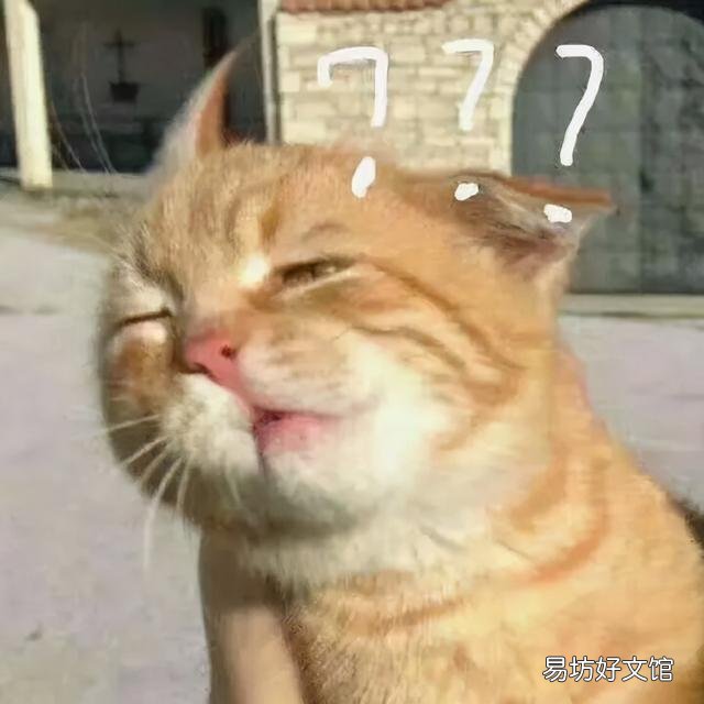 豹猫图片(野生豹猫图片)