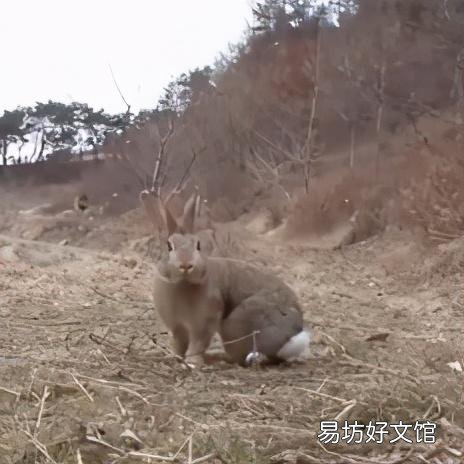 豹猫图片(野生豹猫图片)
