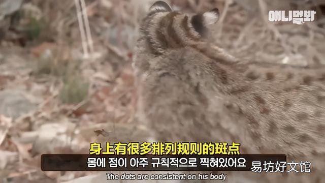 豹猫图片(野生豹猫图片)