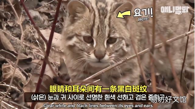 豹猫图片(野生豹猫图片)