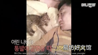 豹猫图片(野生豹猫图片)