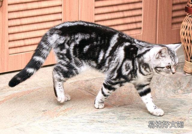 银虎斑猫图片(银虎斑猫是什么品种)