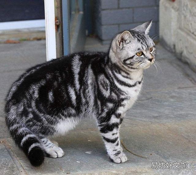 银虎斑猫图片(银虎斑猫是什么品种)