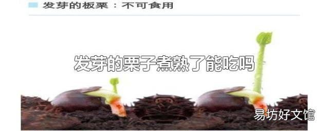 发芽的栗子煮熟了能吃吗