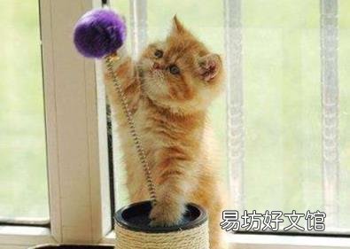 短毛波斯猫图片(短毛波斯猫好养吗)