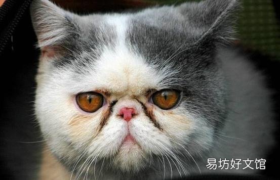 短毛波斯猫图片(短毛波斯猫好养吗)