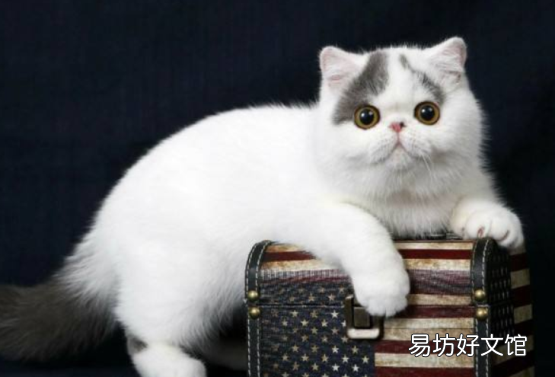 短毛波斯猫图片(短毛波斯猫好养吗)