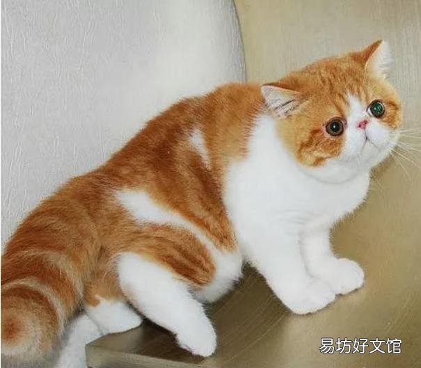 短毛波斯猫图片(短毛波斯猫好养吗)