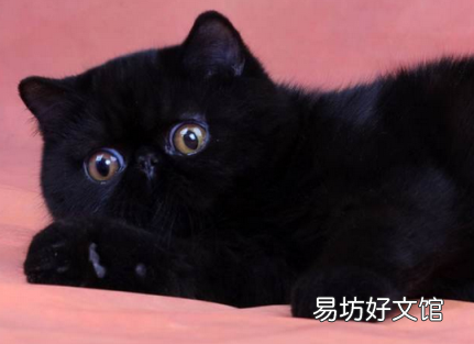 短毛波斯猫图片(短毛波斯猫好养吗)