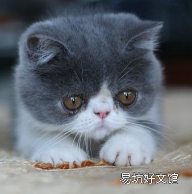 短毛波斯猫图片(短毛波斯猫好养吗)