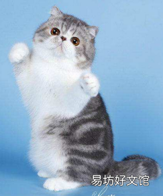 短毛波斯猫图片(短毛波斯猫好养吗)