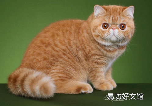 短毛波斯猫图片(短毛波斯猫好养吗)