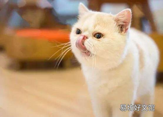 短毛波斯猫图片(短毛波斯猫好养吗)