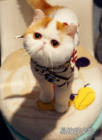 短毛波斯猫图片(短毛波斯猫好养吗)