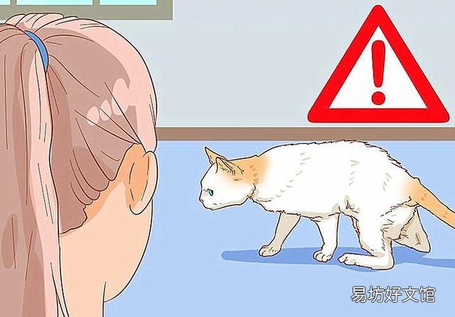 猫咪尿频是什么原因(猫咪尿频能自愈吗)