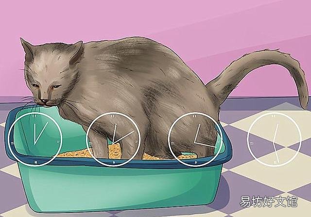 猫咪尿频是什么原因(猫咪尿频能自愈吗)