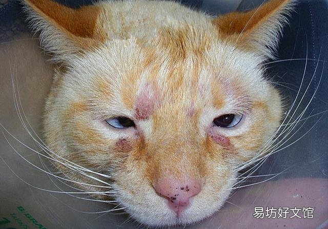 猫咪尿频是什么原因(猫咪尿频能自愈吗)