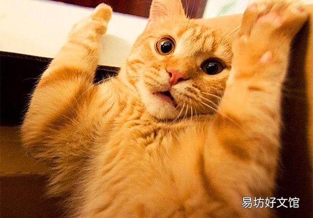 猫咪尿频是什么原因(猫咪尿频能自愈吗)