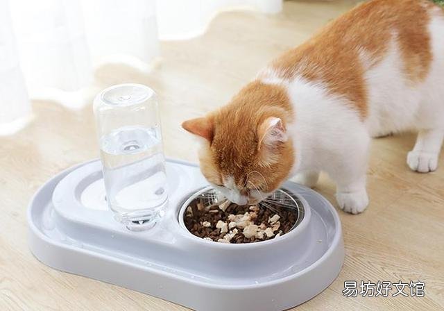 猫咪尿频是什么原因(猫咪尿频能自愈吗)
