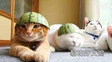 猫咪可以吃西瓜吗(猫咪吃西瓜有什么好处)