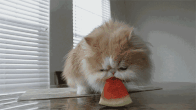猫咪可以吃西瓜吗(猫咪吃西瓜有什么好处)