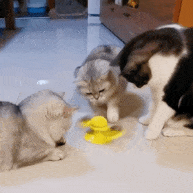 养猫还是养狗(新手养猫还是养狗)