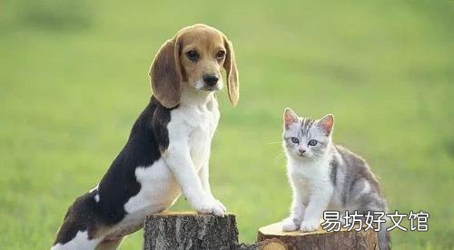 养猫还是养狗(新手养猫还是养狗)