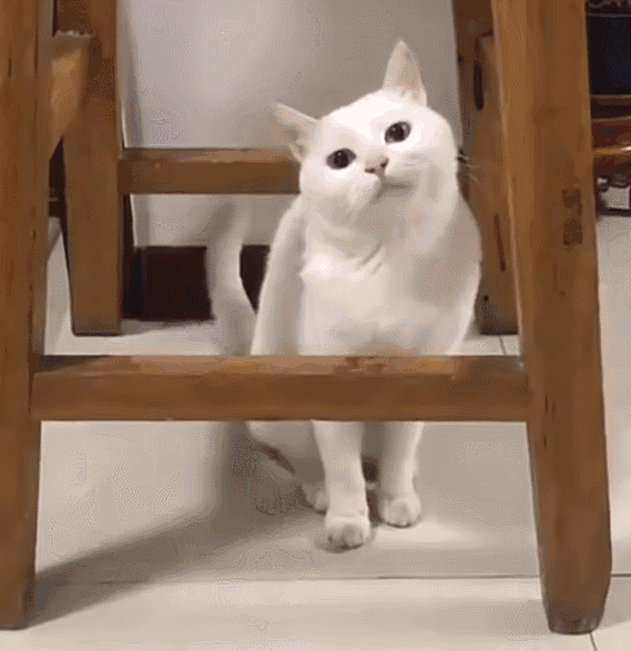 养猫还是养狗(新手养猫还是养狗)