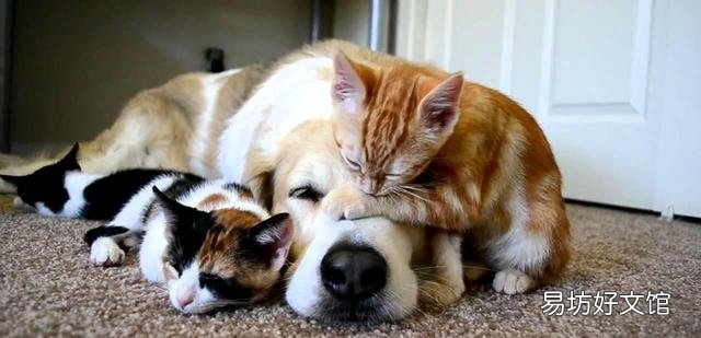 养猫还是养狗(新手养猫还是养狗)