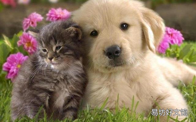 养猫还是养狗(新手养猫还是养狗)
