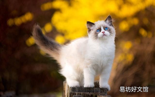 喜欢养猫的男人(养猫的男人什么性格)
