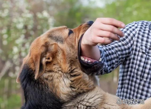 猫有狂犬病吗(家养的猫有狂犬病吗)