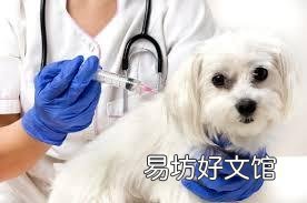 猫有狂犬病吗(家养的猫有狂犬病吗)