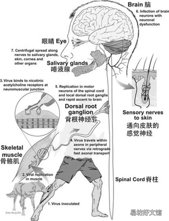 猫有狂犬病吗(家养的猫有狂犬病吗)