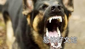 猫有狂犬病吗(家养的猫有狂犬病吗)
