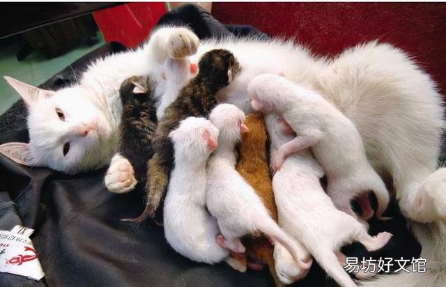公猫好还是母猫好(家里养公猫好还是母猫好)