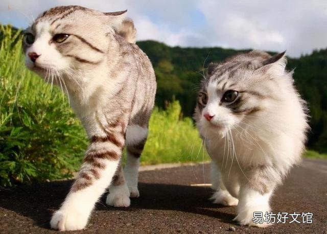 公猫好还是母猫好(家里养公猫好还是母猫好)