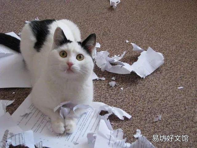 公猫好还是母猫好(家里养公猫好还是母猫好)