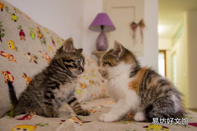 公猫好还是母猫好(家里养公猫好还是母猫好)
