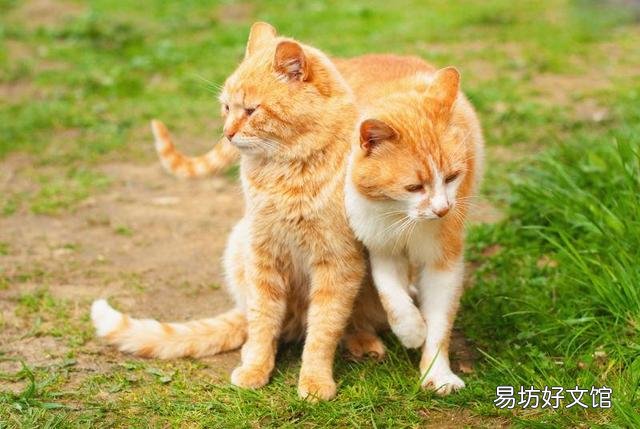 公猫好还是母猫好(家里养公猫好还是母猫好)