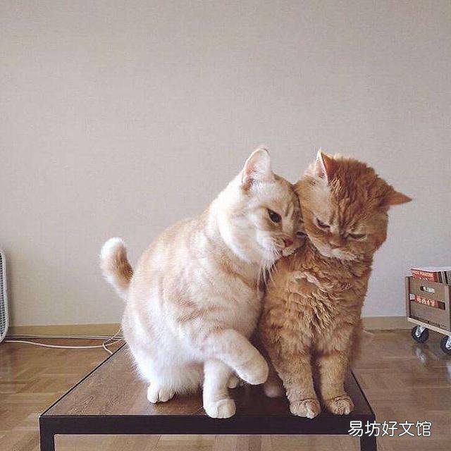 公猫好还是母猫好(家里养公猫好还是母猫好)